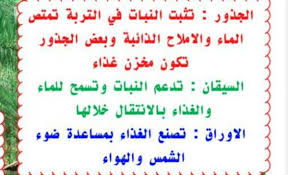 ما وظيفة كل من الجذور والسيقان والاوراق موقع الذكي