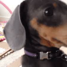 All of them, without exception, have birthdays and we get reminders of such happy events in. Dachshund Puppy Gifs Get The Best Gif On Giphy