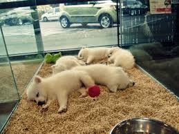 Animals often exhibit soars or emaciation as well as poor living conditions. Puppies Critter Cabana