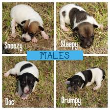 Full of action and cuteness for the full 13. Adorable Rat Terrier Puppies For Sale Nex Tech Classifieds