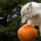 Pumpkin Party