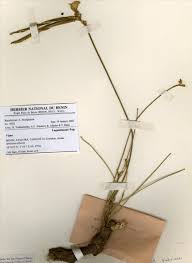 Image result for Vigna frutescens