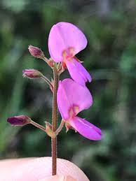 Image result for Desmodium subsecundum