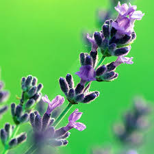 After discovering old fractures in her skull, a photographer recovering from amnesia becomes. Lavender Nccih