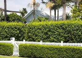 Should they be planted where they'll grow to touch the fence so i. Enjoy Your Privacy With A Bit Of Perfect Planting