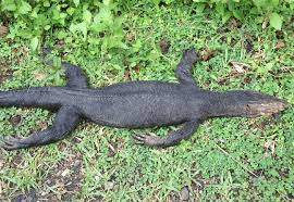 Water monitors are one of the most common monitor lizards found throughout asia, and range from sri lanka and india to indochina, the malay peninsula, and various islands of indonesia, living in areas close to water. A Road Kill Specimen Of The Melanistic Sulawesi Water Monitor Lizard Download Scientific Diagram