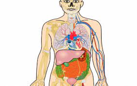 6 organs in torso diagram. Organs Anatomy Free Online Game Biology