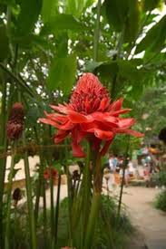 Image result for Etlingera