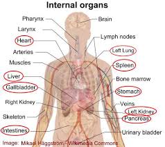 These conditions may relate to the liver or right kidney, for example, or they may be gastrointestinal. Pain On Left Side Causes Treatments And When To See A Doctor
