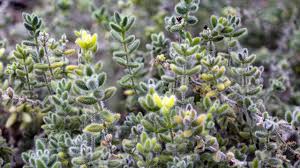 Image result for Delosperma spp.