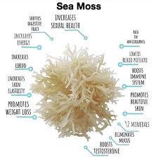 We did not find results for: Sea Moss Healthy Sea Moss Benefits Sea Moss Sea Moss Gel