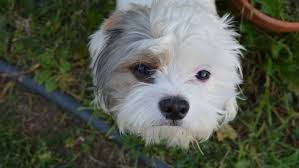 Pet funerals often include the sharing of fond memories of the deceased dog. Funeral Home Director Speaks Out After Woman Had Dog Put Down And Laid To Rest With Her Cbc Radio