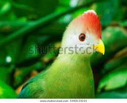 Image result for Turraea fischeri