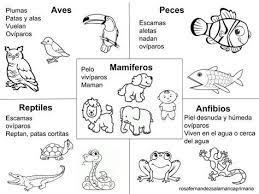 3 Bp Blogspot Com W7iuwlv85bs Wknmzhx9wwi Aaaaaaabofq Gxiccwmiit4jkx26 Uh4qv 7z Vertebrados E Invertebrados Caracteristicas De Los Animales Animales Viviparos