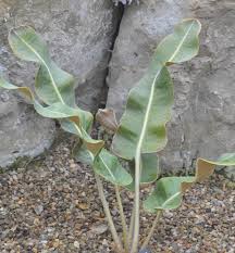 Image result for Pyrrosia schimperiana