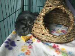 Fortunately, we've made the process of finding a reputable chinchilla breeder easier for you. Female Chinchilla For Sale Live Small Pets Petsmart