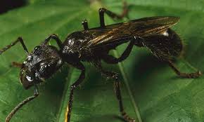 Pin On Ants