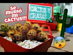 ¿ como saber si eres vidente o médium ? Como Salvar Cactus Facil Y Rapido How To Save Cacti Ingles Youtube