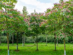 Image result for Clerodendrum