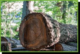 Check spelling or type a new query. Contact Noel S Tree Service Kanawha Putnam Counties Wv
