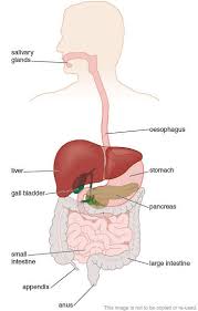 The longest (up to 34 feet) and narrowest part of digestive tract, small where does most of the absorption of the nutrients take place? New Gcse Separate Sciences Ocr Gateway Sb Page 30