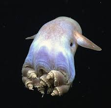 The 7 Rarest Marine Animals In The World Underwater Creatures Marine Animals Weird Animals