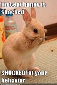 You Better Clean Up Your Act Mister Funny Animals Funny Animal Pictures Animals