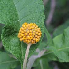 Buddleja globosaAcquista globuli - Remedia Omeopatia