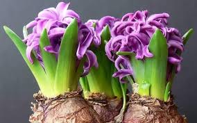 Su peragashop ti aspettano tantissime piante stagionali e bulbi da fiore primaverili e autunnali. Bulbi In Fiore Per Ogni Stagione Best5 It