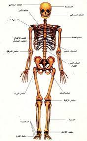 الجهاز العظمي cool science projects fun science brain nervous system