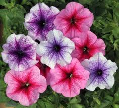 Image result for foto petúnie