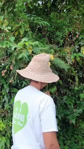 Image result for Tetradenia bainesii