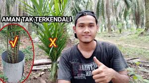 Manajemen tenaga kerja yang baik di perkebunan kelapa sawit diperlukan agar perusahaan mampu menerapkan indonesian sustainable palm oil (ispo). Penjagaan Tanaman Kelapa Sawit Cara Tumbuh Kelapa Sawit Rhapis Excelsa Tumbuhan Rumah 2021