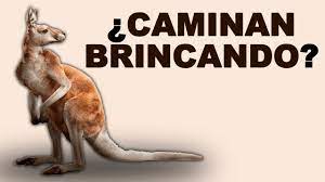 Donde Viven Los Canguros Y De Que Se Alimentan Estos Herbivoros Animales Salvajes Youtube