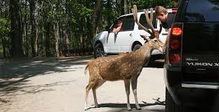 Alabama Safari Park Safari Park Safari Vacation Usa