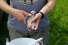 Kestrel Chick Banding - Goose Pond