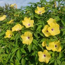 Image result for Ipomoea tuberculata