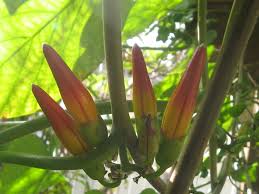 Image result for Stictocardia beraviensis