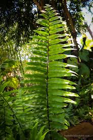 Image result for Nephrolepis biserrata