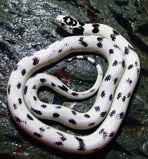 Black And White Snake Northern California All Hail The California Kingsnake Reptiles Magazine