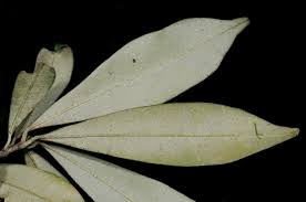 Image result for Englerophytum natalense