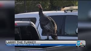 Research article prescribed fire inﬂuences habitat selection of female eastern wild turkeys nathan a. Larry The Turkey Pueblo Fire Dept Mascot