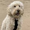 Everything you need to know about small labradors, teacup labs and dwarfism in labs. Https Encrypted Tbn0 Gstatic Com Images Q Tbn And9gct8x0rcsynlqglfnx9pak9zg0pqsv78f9ckuxe1lvmoig2sypm4 Usqp Cau