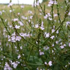 Image result for Verbena officinalis