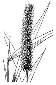 Image result for Setaria verticillata