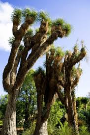 Image result for Asparagaceae