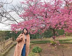 Bunga sakura di sumba ©qubicle.id. Ini Jadwal Lengkap Musim Sakura Jepang Tahun 2019