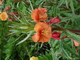 Image result for Oenothera indecora