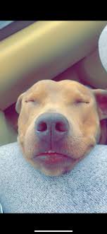 Has anybody seen my sweet boy? He got out a side gate in Killeen near  Peebles elementary. He is friendly & chipped