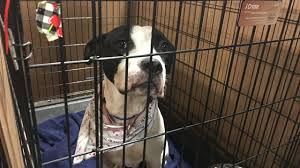 In many petco locations across the country, you can meet adoptable pets every day in one of our adoption habitats or on the weekends many of. More Than 1 000 Dogs Cats Up For Adoption During 2019 Indy Mega Adoption Event This Month